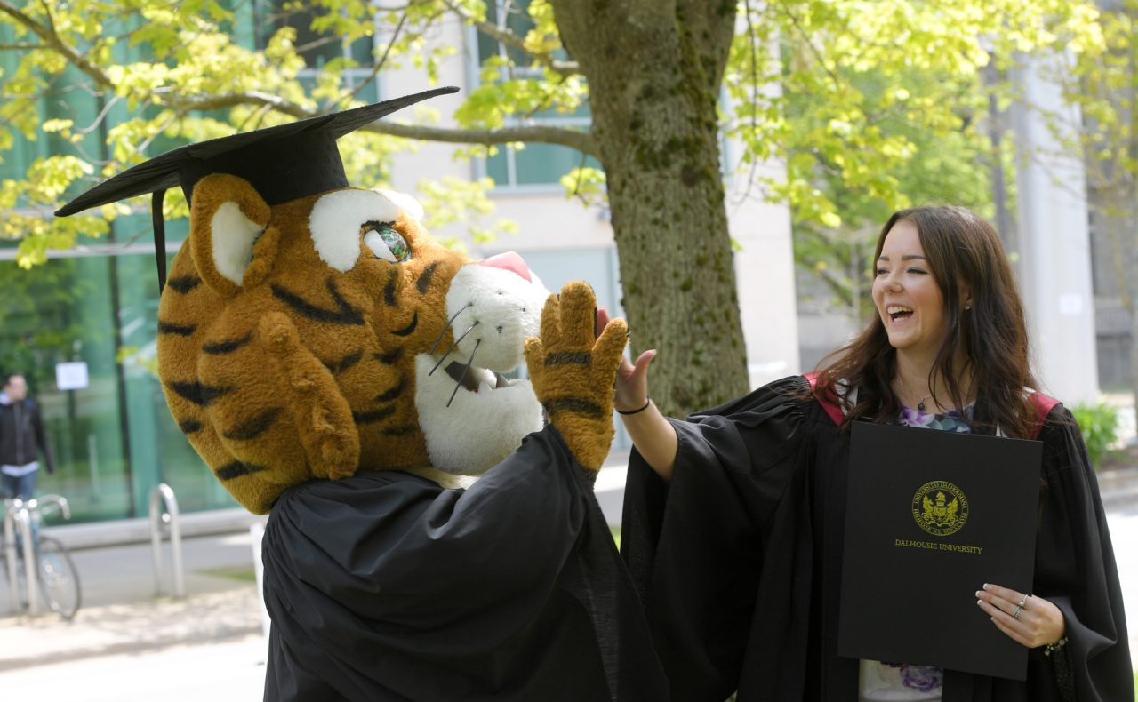 Dal tiger mascot and recent graduate give each other a high five; they are both wearing convocation gowns.